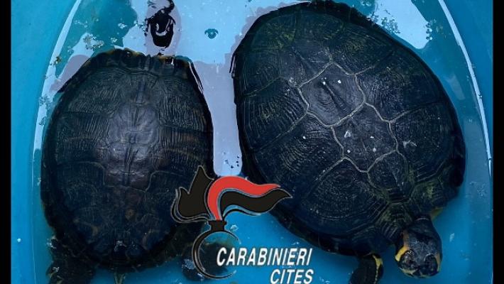 A spasso per Napoli con due grosse tartarughe, denunciato
