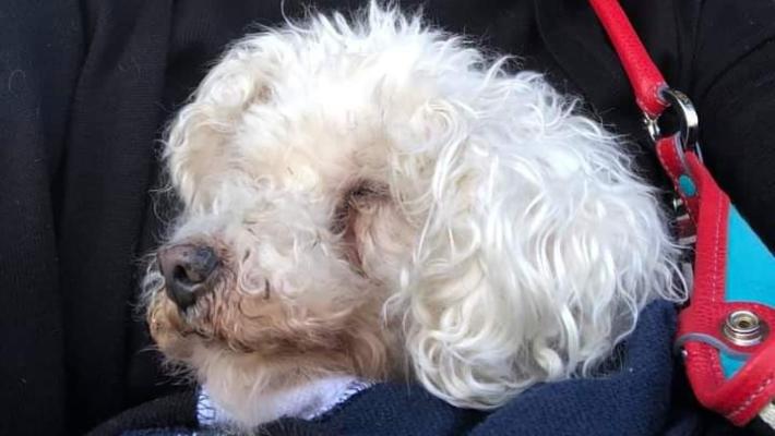 «Chi curò 17 anni fa la zampa del mio barboncino?»