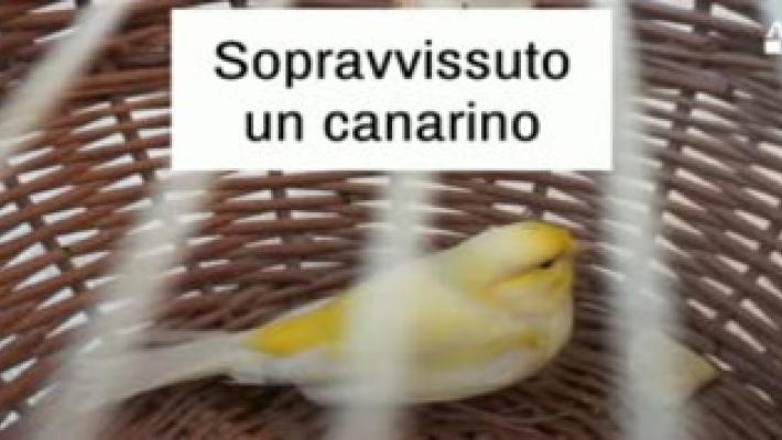 Palazzina crollata, trovato salvo un canarino