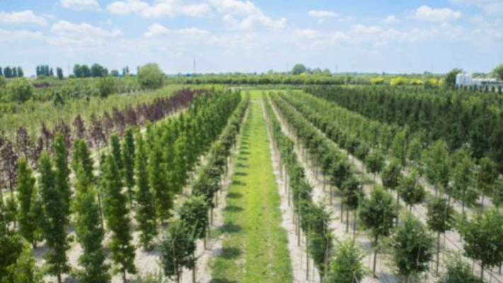 Aperto il bando per accreditare nuovi vivai dove ritirare gratis in autunno gli alberi forniti dalla Regione