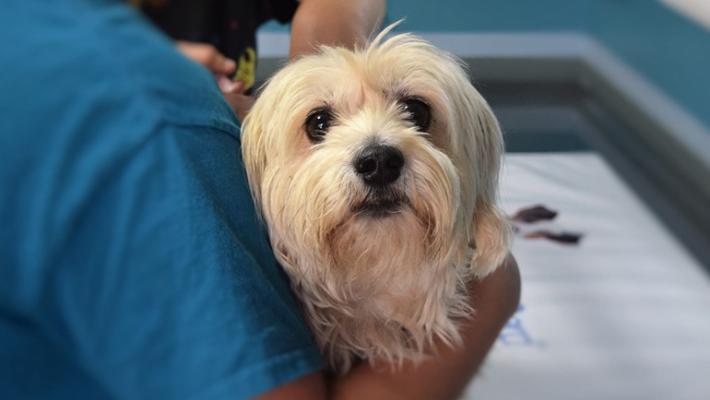  Alzheimer, uno studio dell'Università di Parma: benefici dalla presenza di un cane