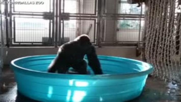La scimmia nuda balla (nell'acqua)