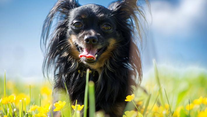 Troppo caldo per i nostri animali? Ecco cosa bisogna  fare per difenderli