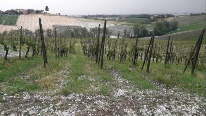 Grandine in Oltrepò Pavese, danni ai vigneti