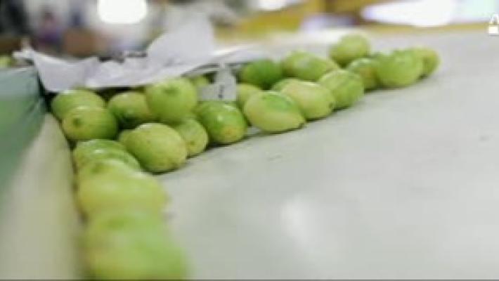 Stop di Trump ai limoni argentini