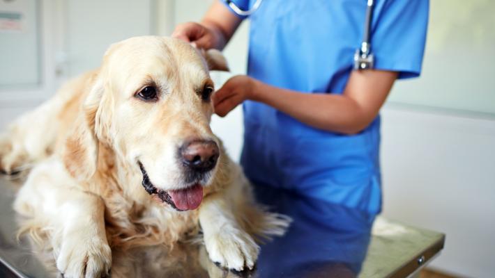 S&igrave; ai farmaci umani per cani e gatti