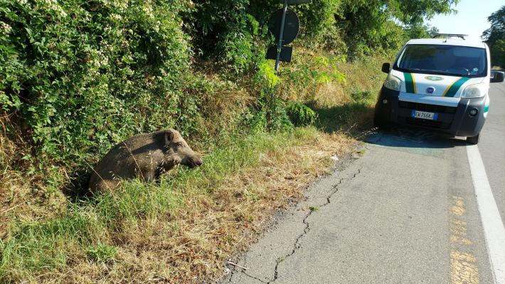 Cinghiale investito (e recuperato vivo) alle porte della città