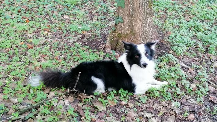  Chris &egrave; scomparso da San Michele Cavana: chi l'ha visto?