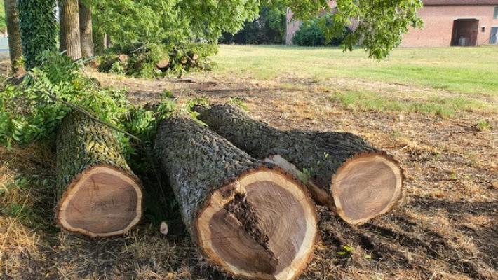 Piante abbattute per costruire la pista ciclabile: scoppia la protesta