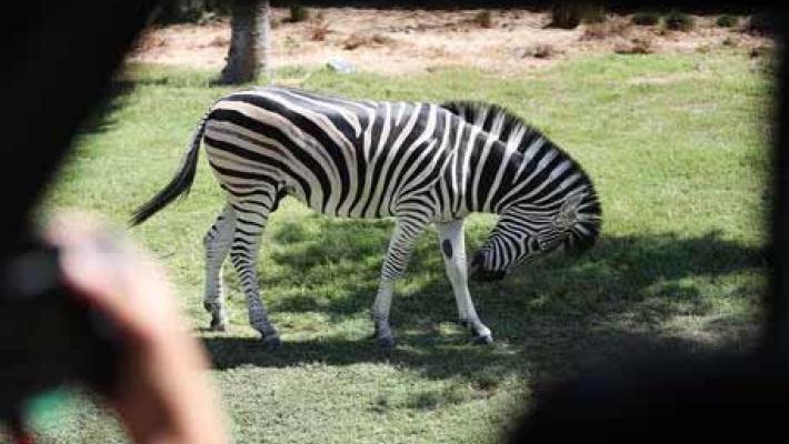 E' morto Achille, la zebra scappata da un allevamento nel Reggiano