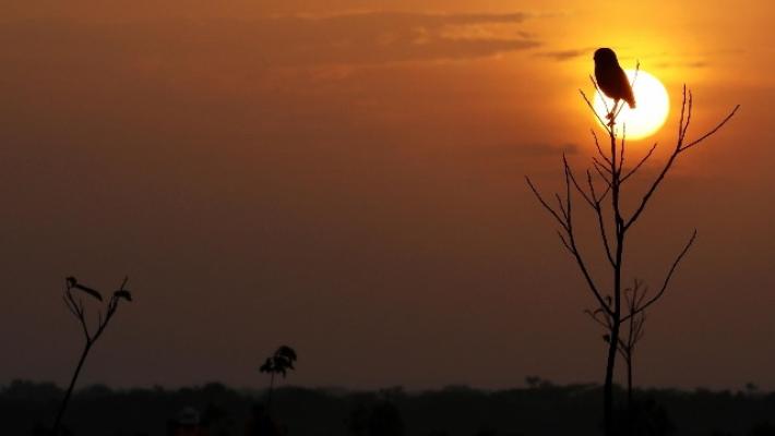 E' morto Barry, gufo-star di Central Park