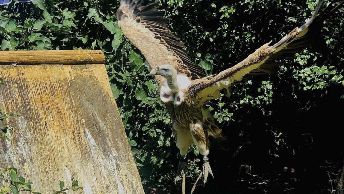 Il falconiere Cavozza tenta di recuperare il suo avvoltoio ma cadono dal tetto: fratture per entrambi