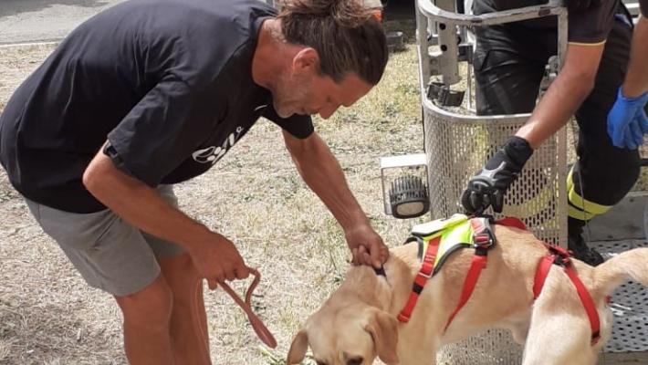 Due Labrador chiusi in casa da oltre 10 giorni senza cibo né acqua