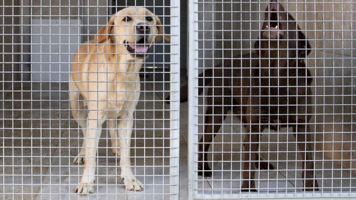 Labrador chiusi in casa per 10 giorni: trovata la proprietaria e denunciata