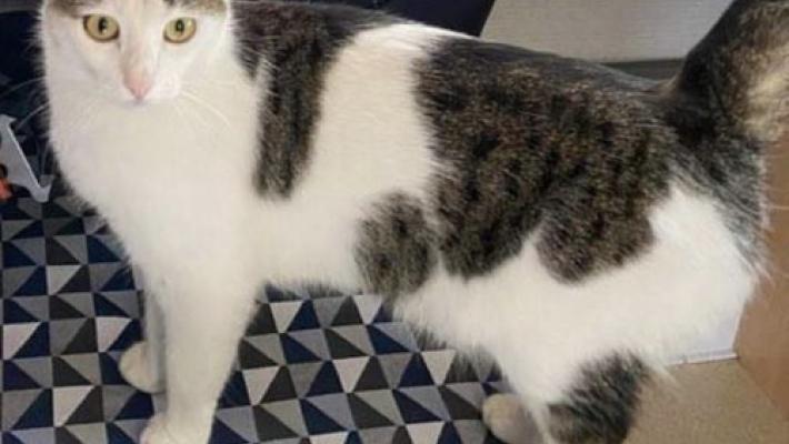 Lily &egrave;  scomparsa, chi la ritrova?