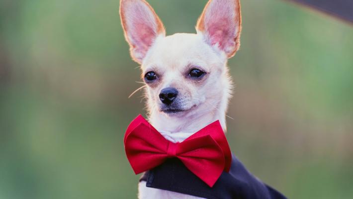 Torna dopo un anno di assenza  il «Torri Dog Show» 