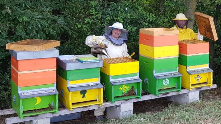 AleLeo "Una lezione continua dalla saggezza delle nostre api"