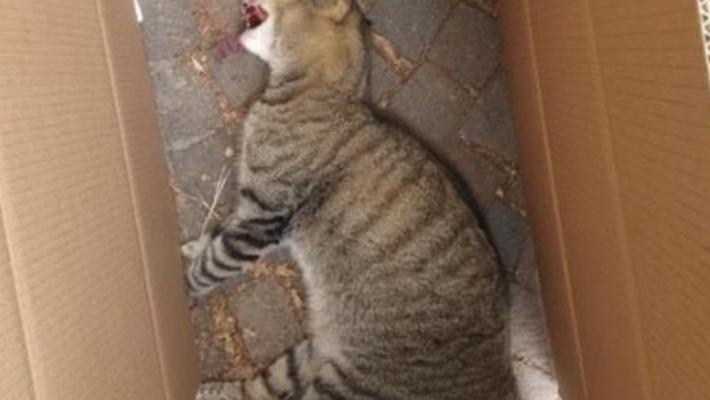 Gatti spariti, il giallo continua: dopo Lesignano tocca a Monticelli
