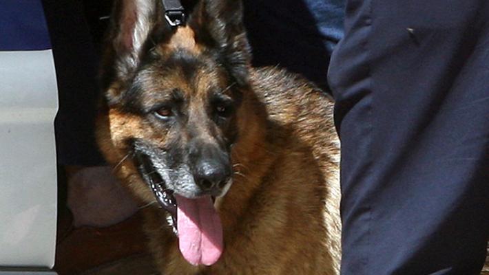 Cane azzanna un bimbo (e la nonna scrive al sindaco)