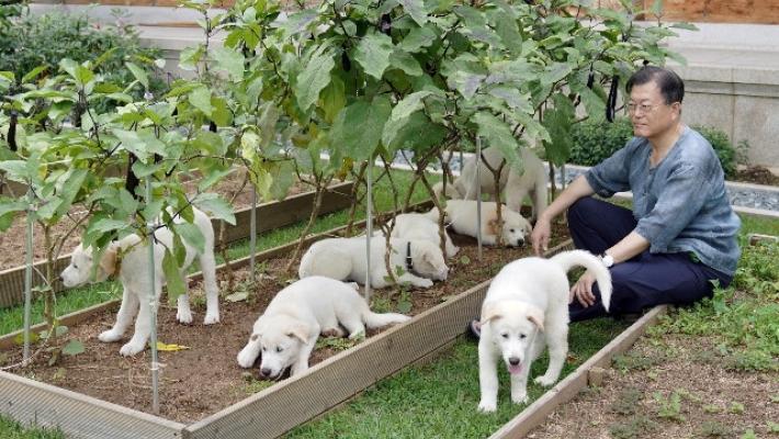 Corea Sud: Moon apre a divieto consumo carne di cane