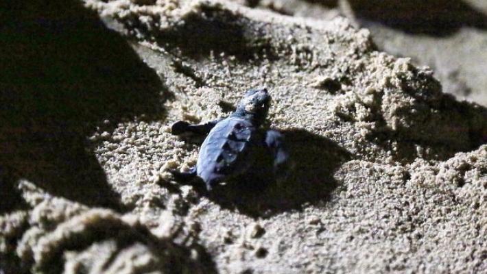 Si sono schiuse le uova di tartaruga marina deposte sulla spiaggia di Milano Marittima. E' la prima volta nella nostra reguione