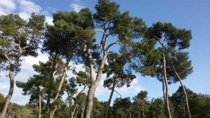 Prete della Versilia scoperto mentre compra cocaina in pineta a Migliarino