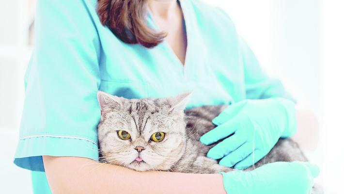 Gatti, contro il &laquo;killer silenzioso&raquo;  visite regolari dal veterinario