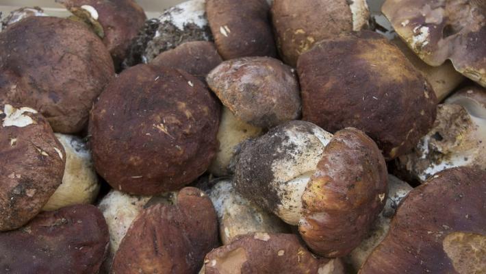 Spuntano i porcini. E le polemiche