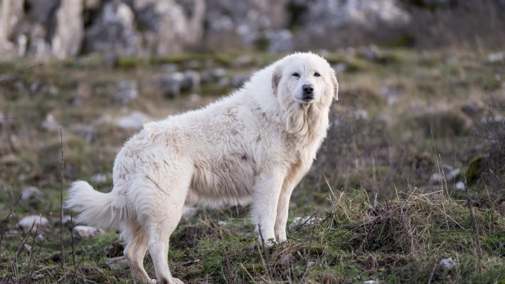 Ritrova il cane scomparso sui monti dopo 4 mesi 