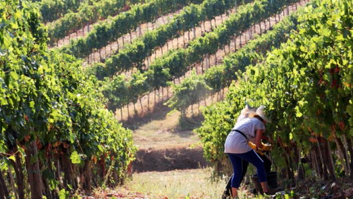 Vendemmia 2021: i commenti, da Monte delle Vigne a Cunial 