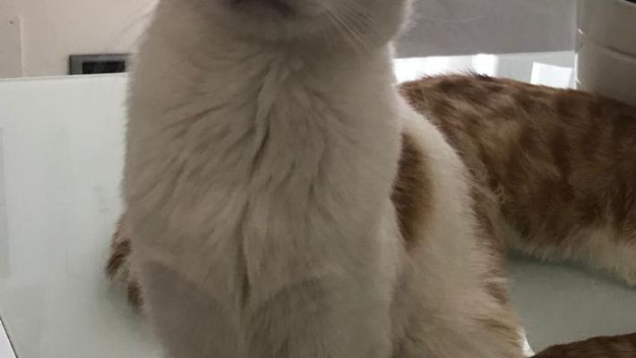 Gatti spariti nel nulla: nuovi casi. E mercoledì a Lesignano arriva «Chi l'ha visto»