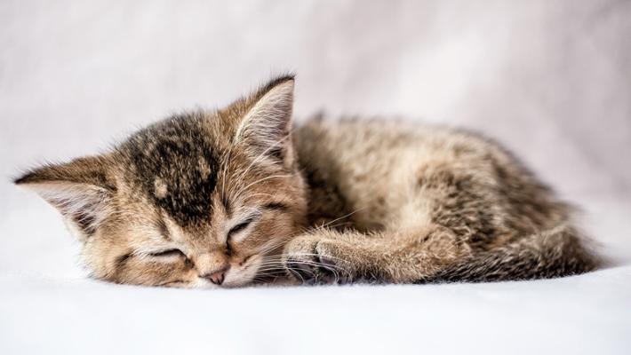 Quando in casa arriva un gattino: come  rendere l'ambiente accogliente