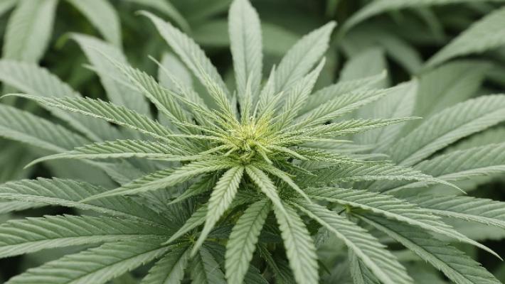 Lussemburgo primo Paese in Europa a legalizzare la cannabis
