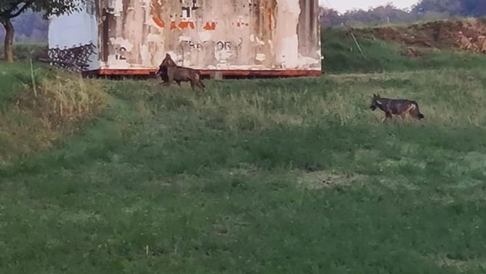 Fotografati due lupi, uno aveva in bocca un cagnolino