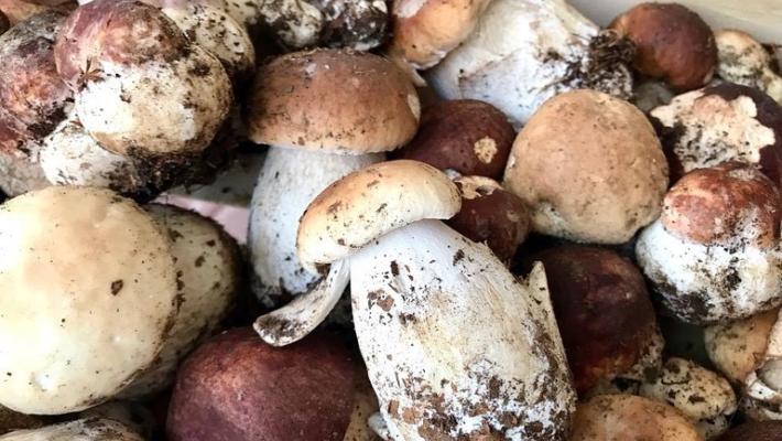 Come erano i porcini di quest'anno? Concordi tutti gli esperti: &laquo;Ottimi ma pochissimi&raquo;