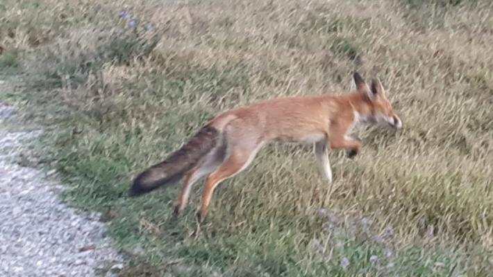 Travolta da un'auto la volpe amica di tutti