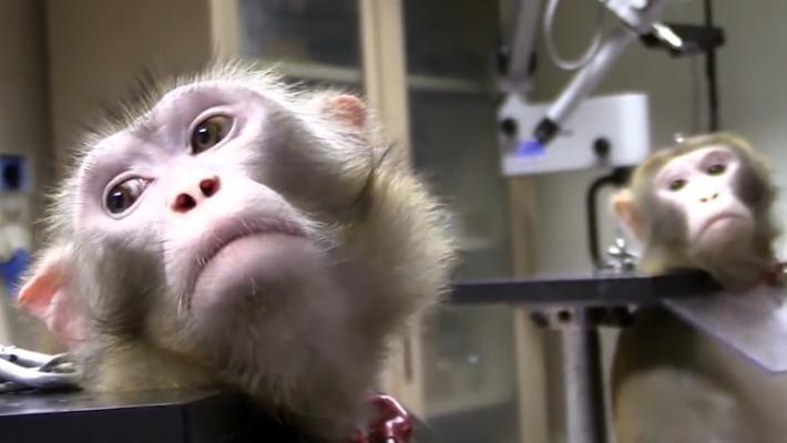 Ok dal Tar alla Lav per avere gli atti sulla sperimentazione dei macachi