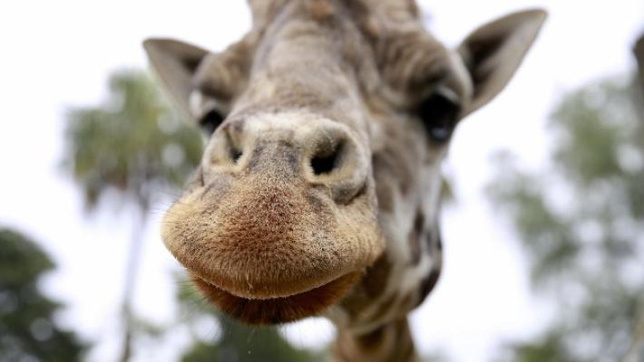 E' morta Jimmie, la giraffa più vecchia del mondo