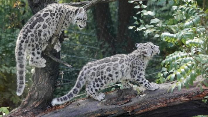 Tre leopardi delle nevi muoiono di Covid in zoo Nebraska
