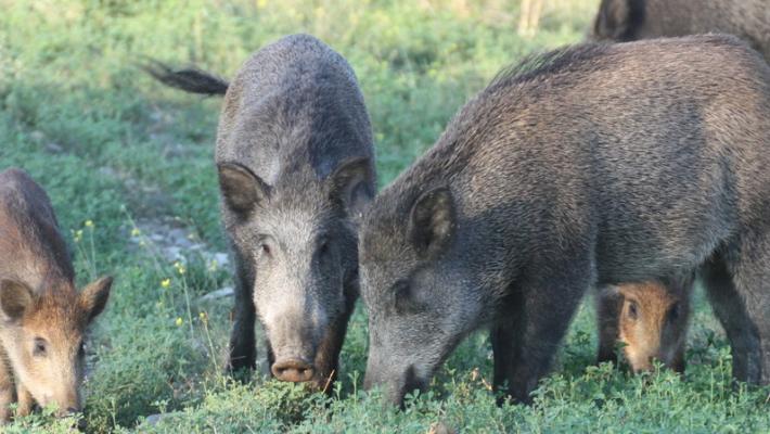 La Regione permetterà agli agricoltori di difendere i propri terreni dai cinghiali
