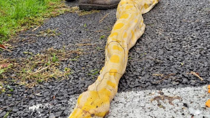 A1: un pitone albino di oltre 4 metri in una piazzola di sosta a Fiorenzuola
