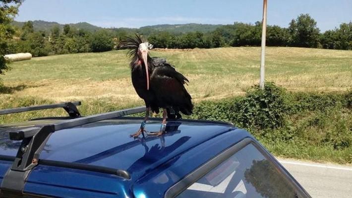 L'Ibis eremita torna a mettersi in posa... dal fornaio Foto