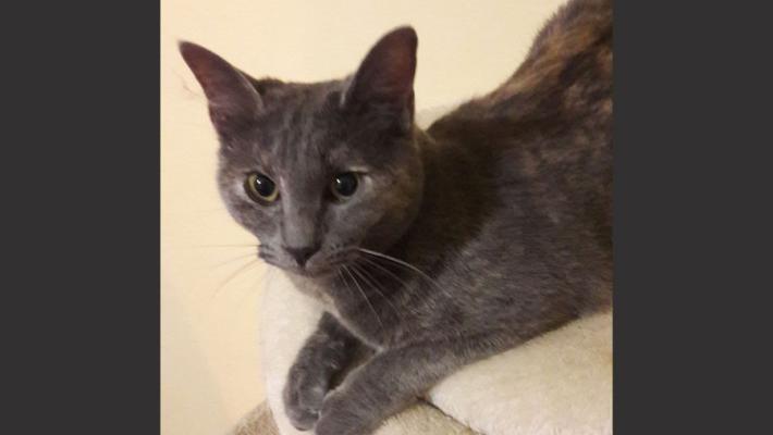 Simil certosina cerca casa 