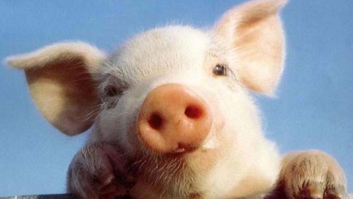 Maiale premio alla lotteria del paese, insorgono animalisti