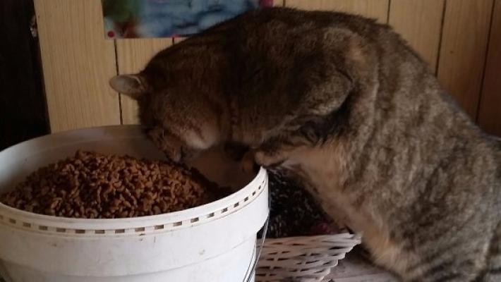 Il gatto va a curiosare... nel secchio