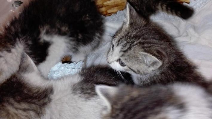5 gattini abbandonati in A15: salvati da poliziotti e vigili del fuoco