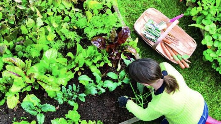 Agroalimentare. Un orto nel cortile della scuola: parte un progetto regionale per insegnare ai ragazzi a coltivare e imparare il consumo alimentare sostenibile