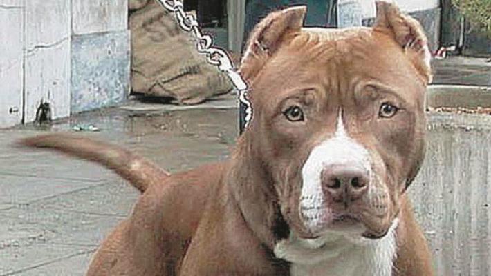 Aggredito dal suo pitbull nella notte: la moglie lo salva uccidendo il cane