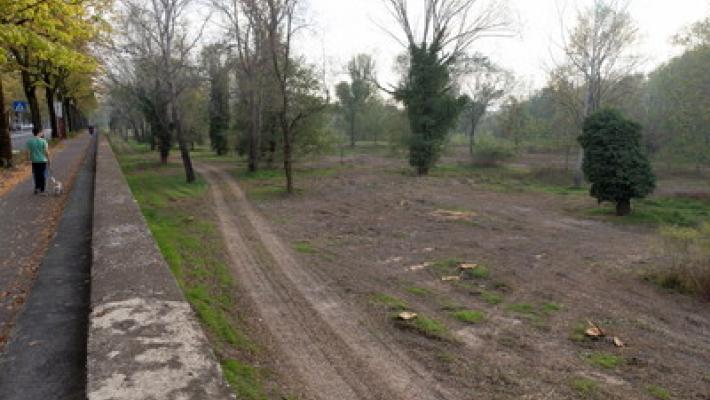 Tagliati gli alberi sul Lungoparma, protestano i residenti