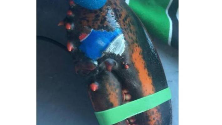 L’astice ha il logo Pepsi tatuato sulla chela